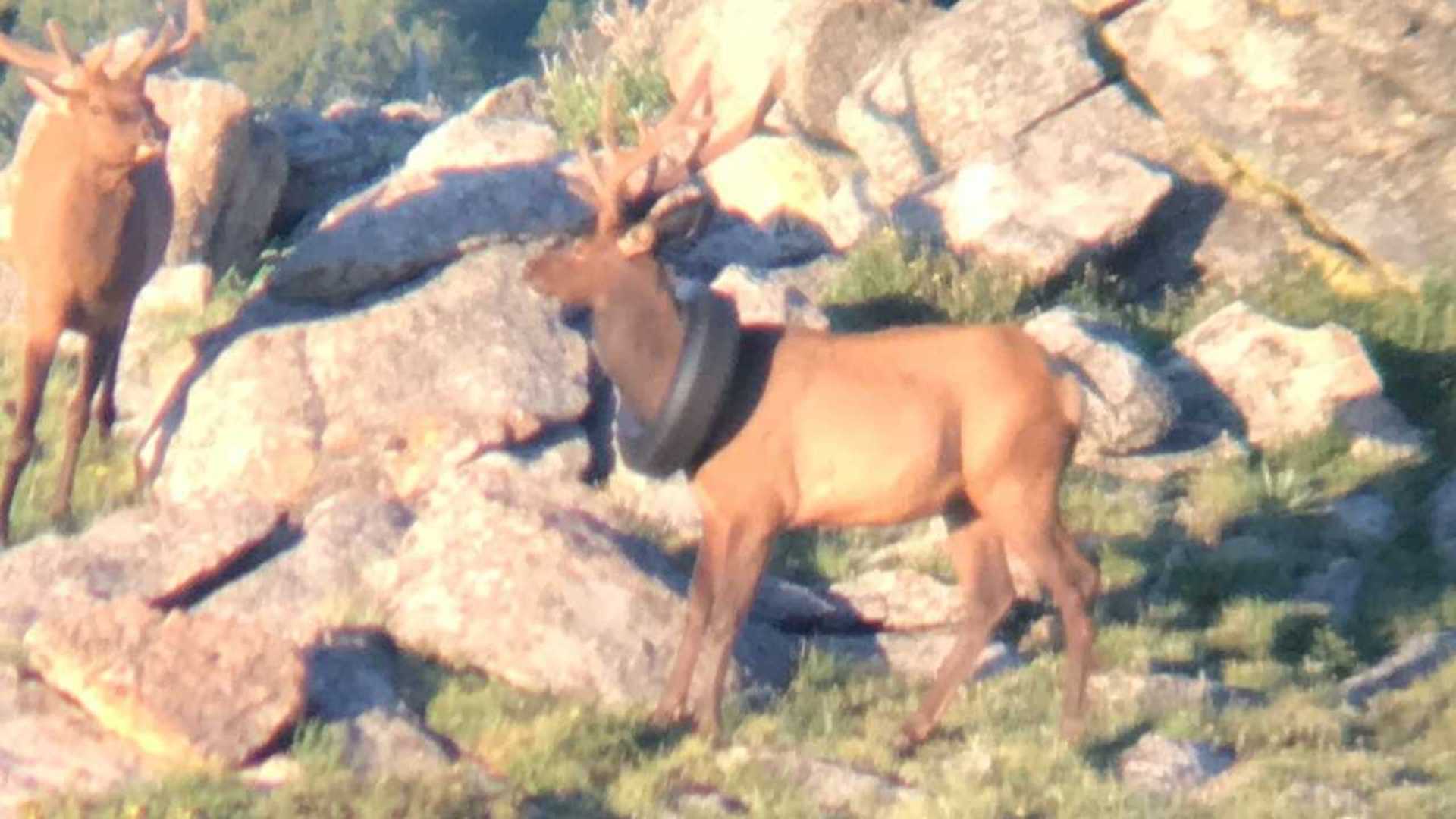 Colorado Elk With Tire Around Its Neck For Two Years Finally Freed 1 Colorado Elk With Tire Around Its Neck For Two Years Finally Freed