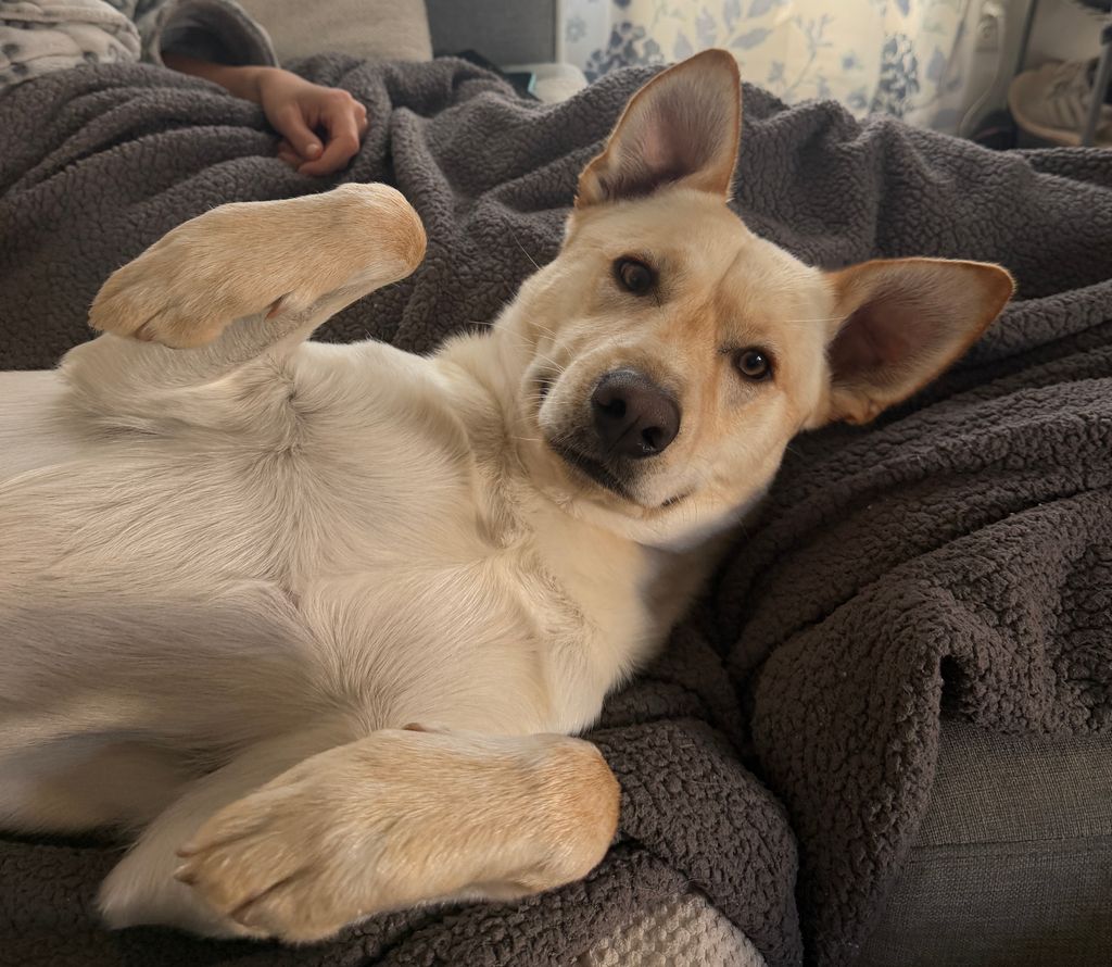 A Husky mutt puppy with his ears perked up.