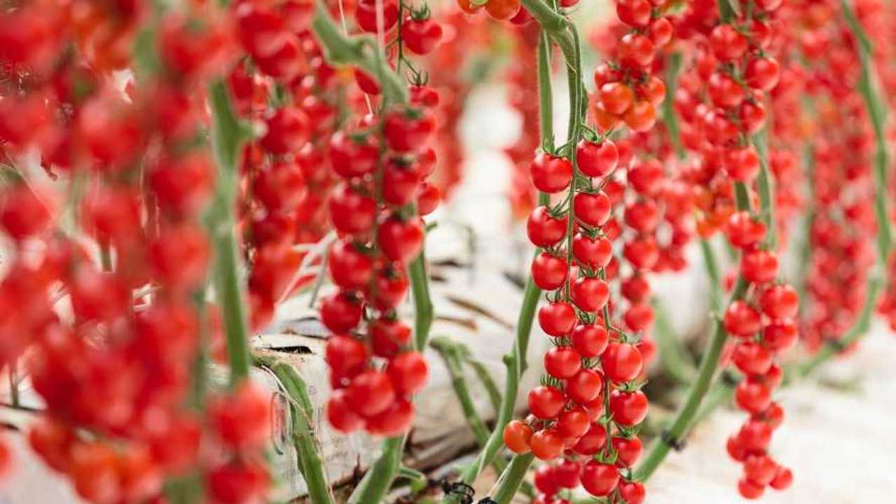 Ciliegino invernale Syngenta Cherye
