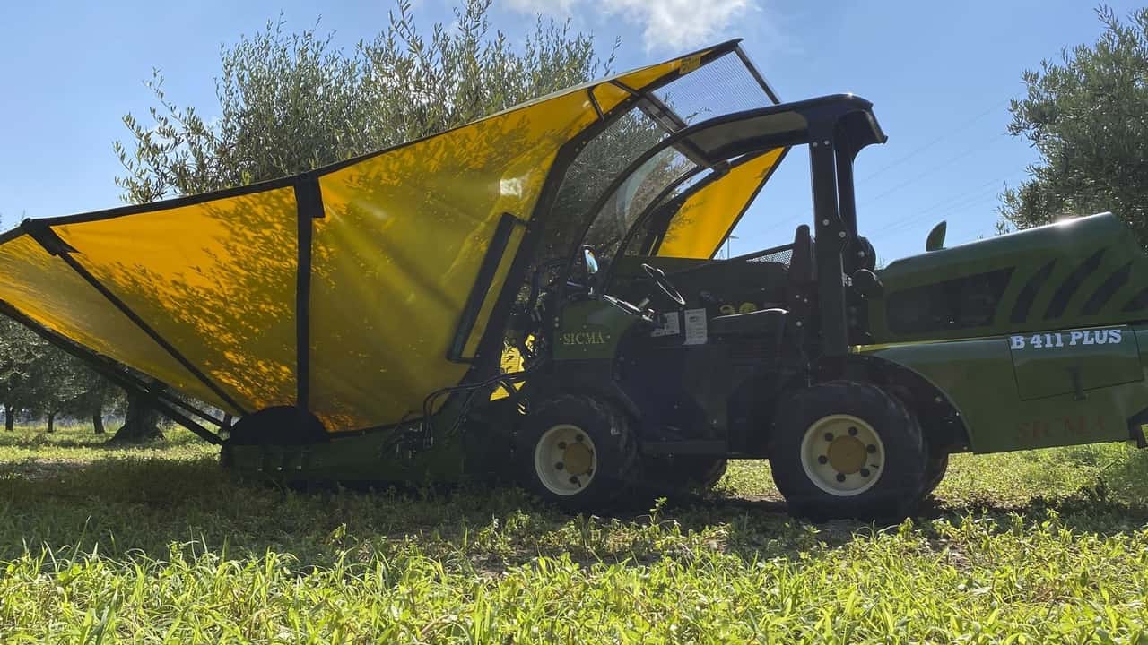 Bonus Agricoltura 2025: come ottenere fino a 794 euro per ettaro di terreno tramite la Pac, in particolare per chi coltiva ulivio