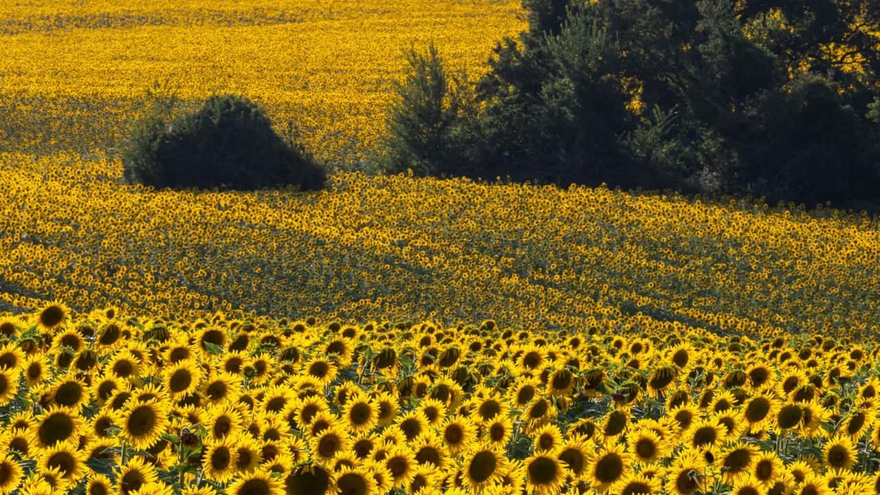 Girasoli e biocarburanti: nuovo interesse per l’agricoltura italiana