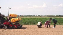 MaterMacc MS8230: la seminatrice di precisione su mais a Bibione