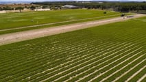 Come progettare rotazioni e cover crop nematocide per le orticole?