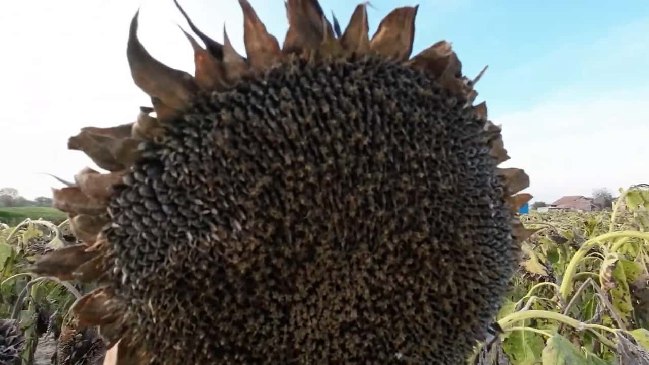 Quali ibridi di girasole alto oleico scegliere nel 2026?