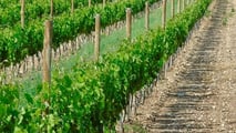 Come calcolare il rame in vigneto con la media 7 anni?