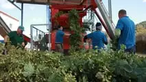 La raccolta è il vero collo di bottiglia della luppolicoltura italiana: dal training dei tralci alla scelta tra raccolta manuale, agevolata o meccanizzata.