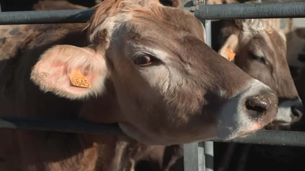 Bando benessere animale 2026: quando presentare domanda e cosa preparare