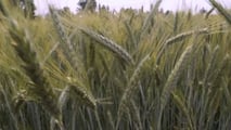 Come programmare raccolta e trincee per l’insilato di triticale