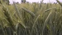Come programmare raccolta e trincee per l’insilato di triticale