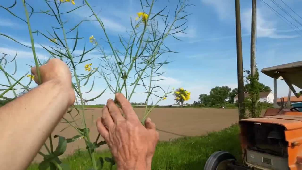 Perché inserire la colza nelle rotazioni 2025-2026?