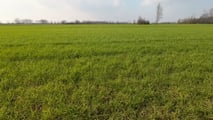Grano duro 2026: strategie di difesa contro oidio e ruggini
