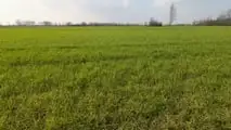 Grano duro 2026: strategie di difesa contro oidio e ruggini