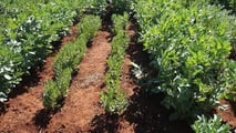 Integrazione del favino con biogas e reflui per ridurre la soia acquistata e valutare rotazioni, fertilità del suolo e convenienza degli investimenti in azienda mista