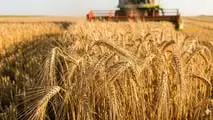 Ramularia dell'orzo: come difendersi dal seme in poi