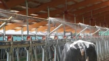Effetti metabolici e riproduttivi dello stress da caldo nelle bovine 2026