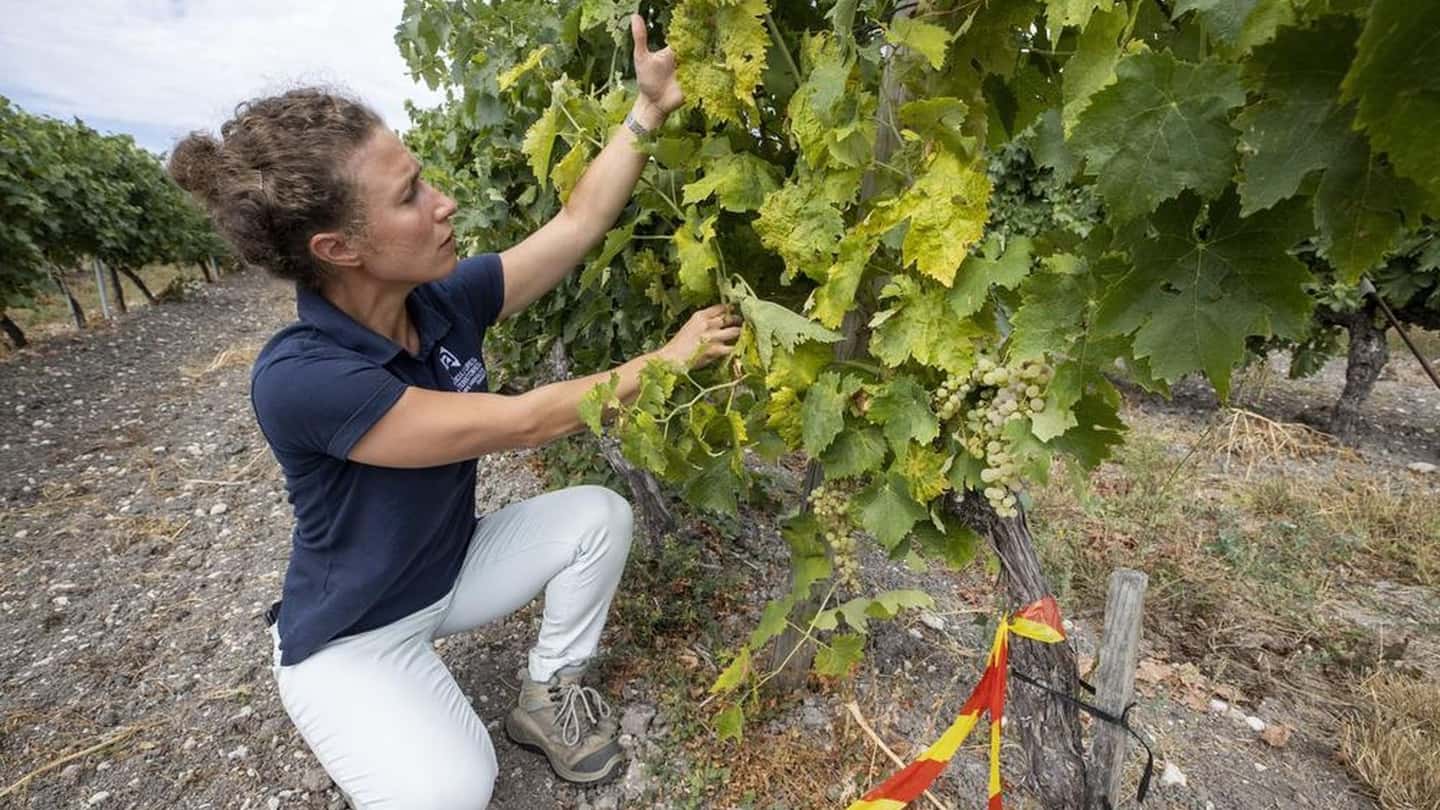 Controllare per tempo i vettori della flavescenza dorata
