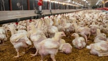 Avicoli, suini, bovini: ventilazione, acqua, fogging e pannelli evaporativi sotto pressione; il caldo estremo alza mortalità