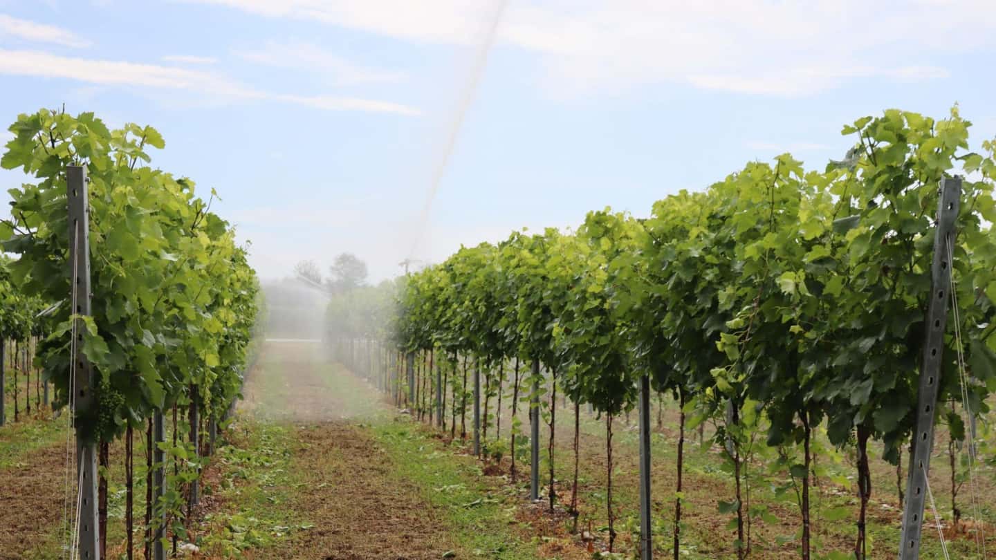 Come Vivo Cantine ha gestito la siccità estiva a Salgareda