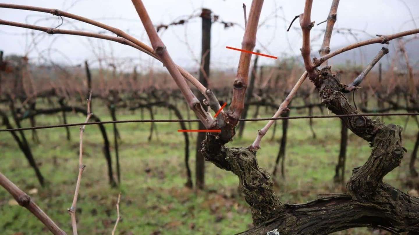 Glera e cordone speronato: la risposta osservata in vigneto