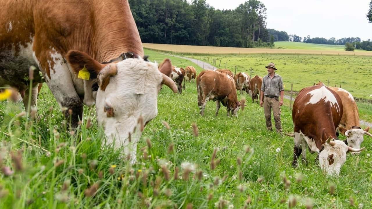 appalti-ue-ora-vincono-aziende-che-pagano-meglio-gli-allevatori