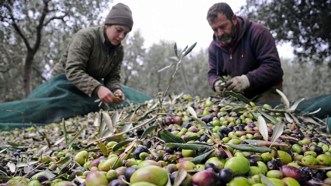 olio-dop-e-igp-16-milioni-da-fse-cosi-il-masaf-compra-1-8-milioni-di-litri-per-l