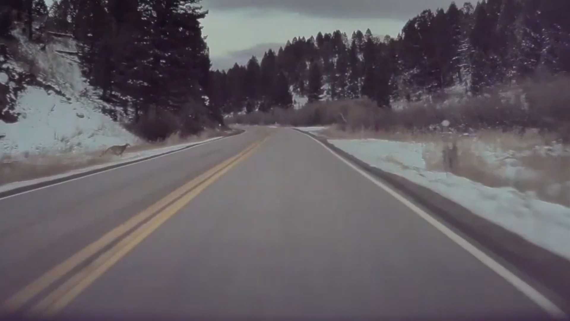 See Tesla Autopilot Brake For a Mountain Lion In Montana