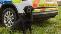 Skoda Kodiaq Dog Van