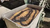 Seminatrice Kinze strip tillage