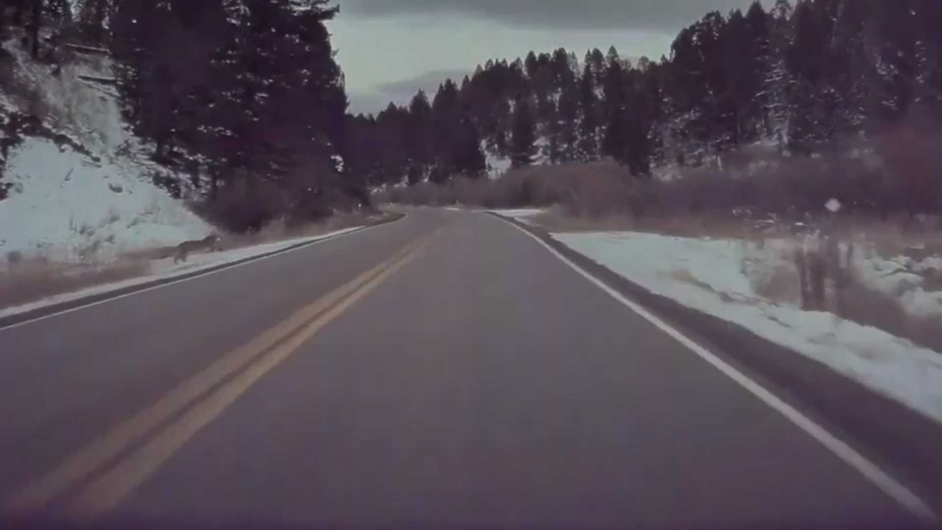 See Tesla Autopilot Brake For a Mountain Lion In Montana