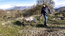Rudolph, la Renna di Babbo Natale