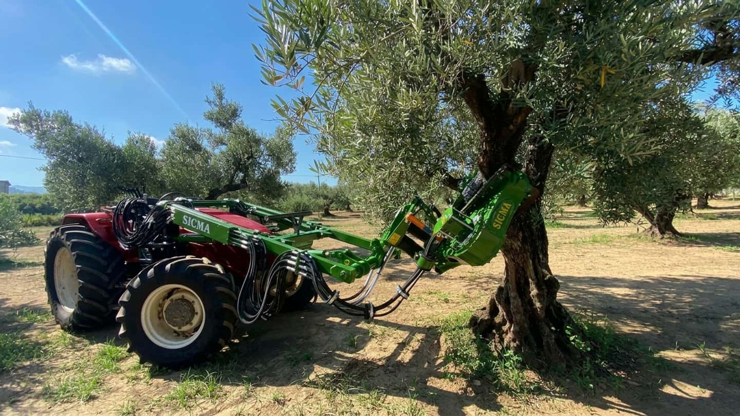 Olive 2026 con buccia verde, guida alla scelta della raccolta