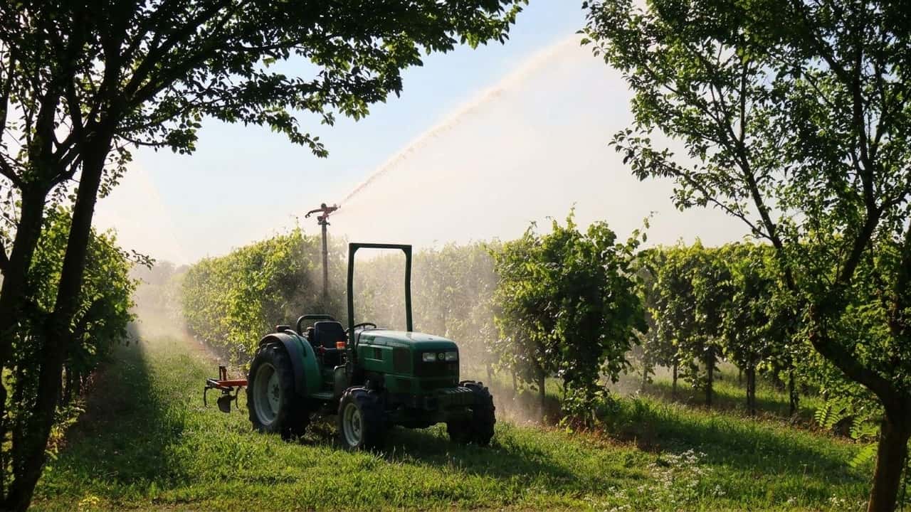 siccita-2026-a-salgareda-come-vivo-cantine-ha-salvato-la-vendemmia