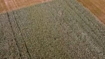 Triticale da insilato nei piani foraggeri 2026: rotazioni e rese