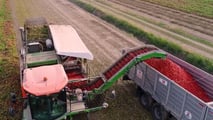 Come organizzare la raccolta meccanica del pomodoro nel 2026