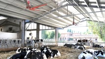 Bando benessere animale 2026: quando presentare domanda e cosa preparare