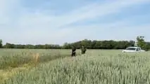 Prova varietale Seminard: dalla semina di novembre alla trinciatura, il confronto in campo tra frumento e triticale foraggeri.