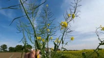 Perché inserire la colza nelle rotazioni 2025-2026?