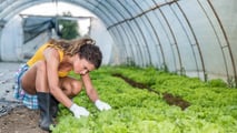 Sgravi contributivi 2026 per le aziende agricole nella ZES