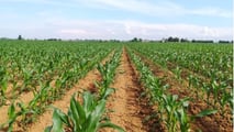  Elumis Syngenta per il Mais: Controllo Infestanti in Post-Emergenza