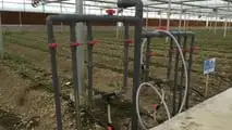 Gocciolatore autocompensante, vigneti, serre con fertirrigazione: membrana elastica e portata stabile; ala gocciolante vs puntuale