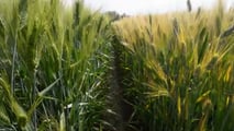 Grano duro 2026: strategie di difesa contro oidio e ruggini