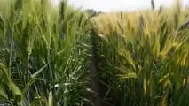 Grano duro 2026: strategie di difesa contro oidio e ruggini