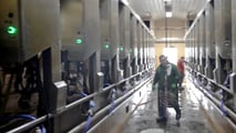 Uso dell’intelligenza artificiale per mungitura, benessere delle bovine e manutenzione predittiva in stalla