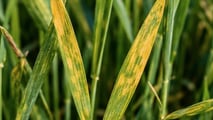 Virosi Cereali Nanismo Giallo e Mosaico nei Campi