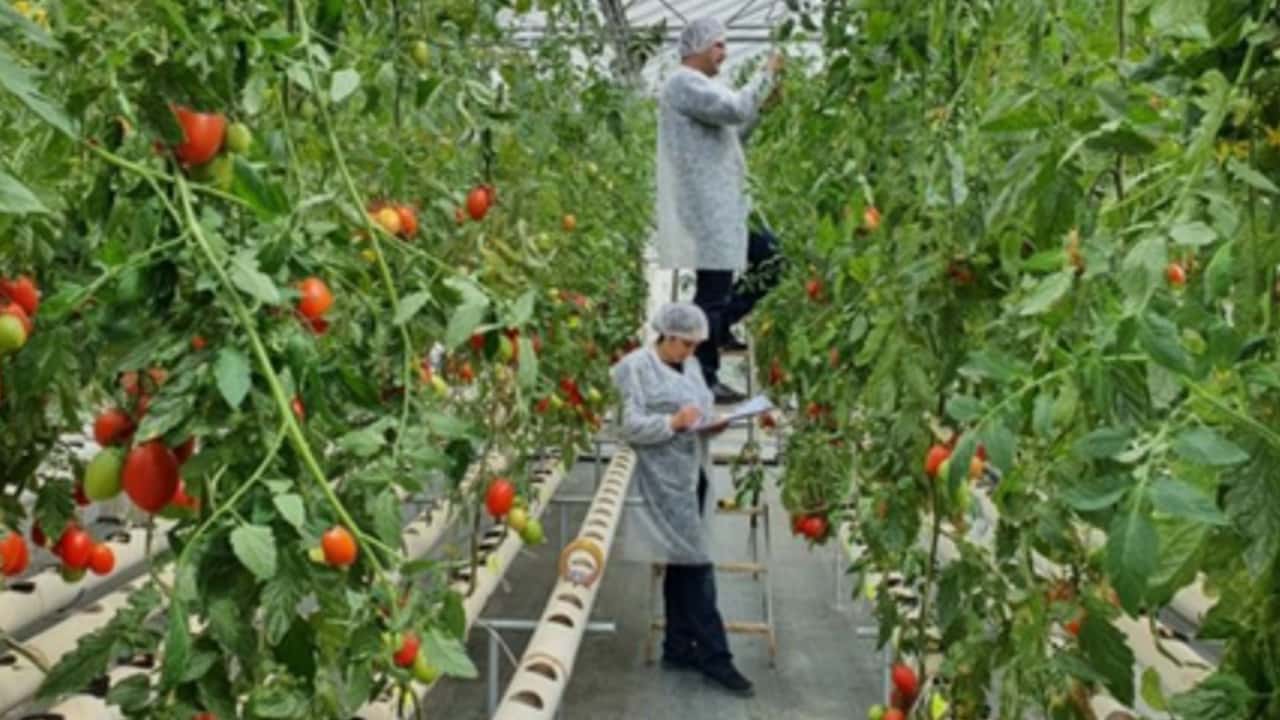 Ibridi di pomodoro e portinnesti resistenti al ToBRFV in base a resistenze genetiche, segmenti produttivi e protocolli di difesa integrata