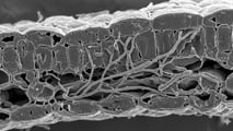 Ramularia dell'orzo: come difendersi dal seme in poi