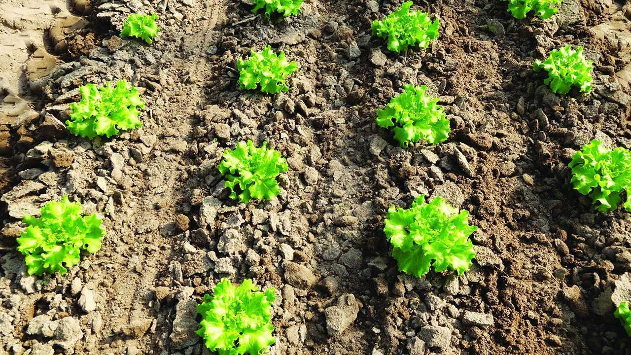 Robocrop InRow