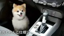 Honda'nın Köpeklere Özel Aksesuarları: Honda Dog