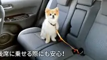 Honda'nın Köpeklere Özel Aksesuarları: Honda Dog
