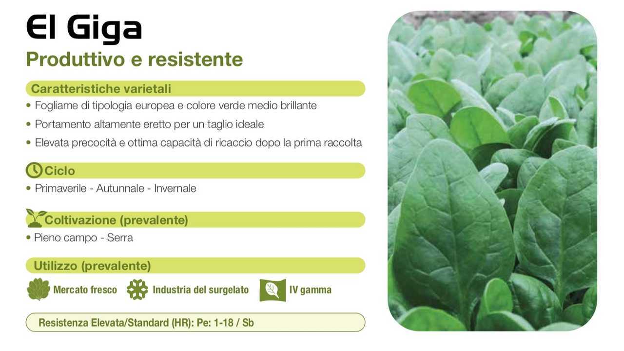 Syngenta El Giga
